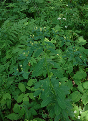 (c) Oleg Kosterin, some rights reserved (CC BY) Euphorbia pilosa, photograph (c) Oleg Kosterin, some rights reserved (CC BY)