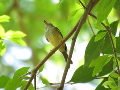 Oncostoma cinereigulare