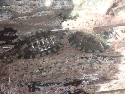 Chiton marmoratus observed 2026-08-09