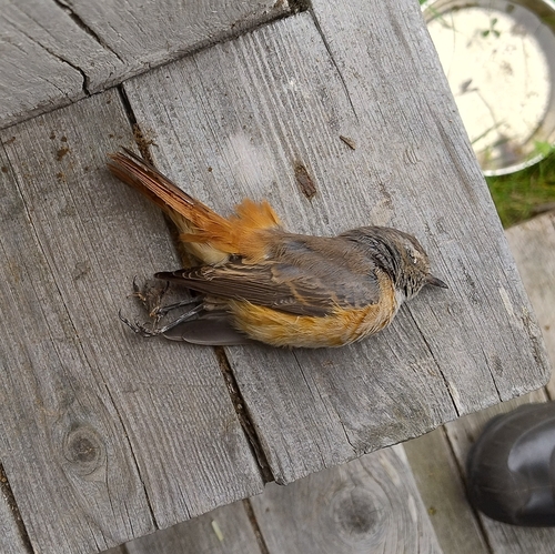 Common Redstart