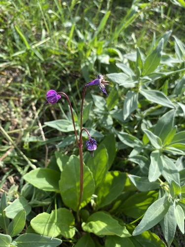 Dodecatheon frigidum, 2026-08-13