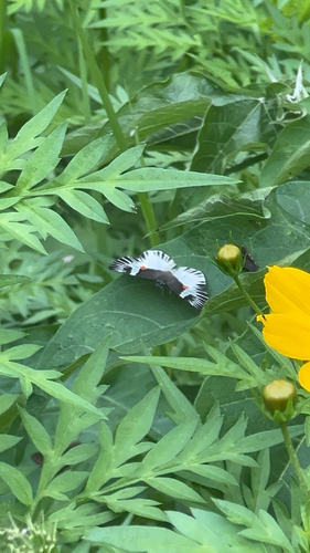 Orange-spotted Skipper