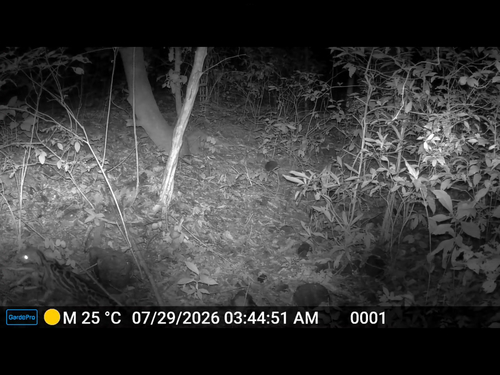 Margay