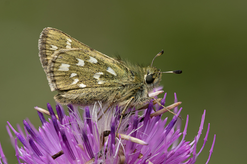 Common Branded Skipper