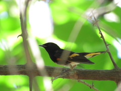 Setophaga ruticilla
