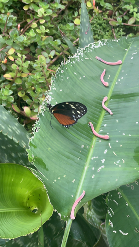 Heliconius hecale zuleika