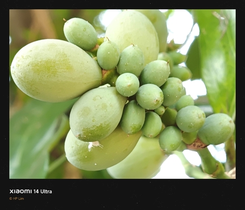 Gnetum gnemon observed 2026-08-11