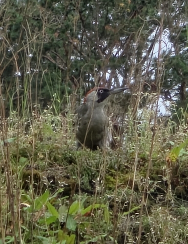 Eurasian Green Woodpecker