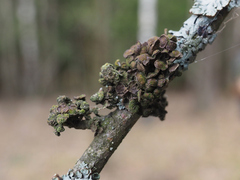 Tuckermanopsis sepincola