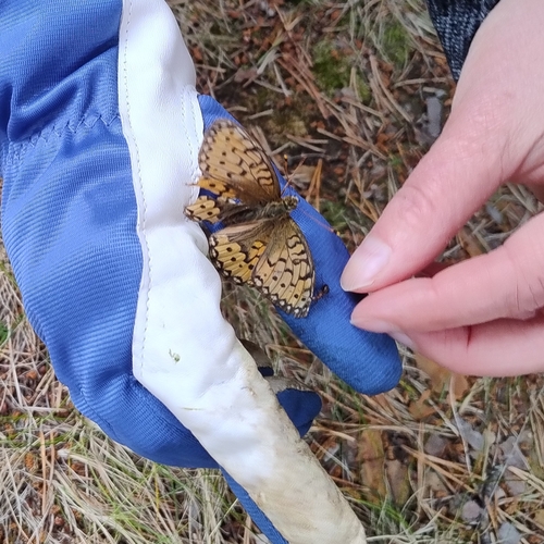 Dark Green Fritillary