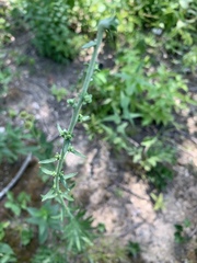 Liatris aspera