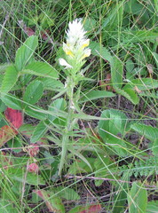 Melampyrum argyrocomum