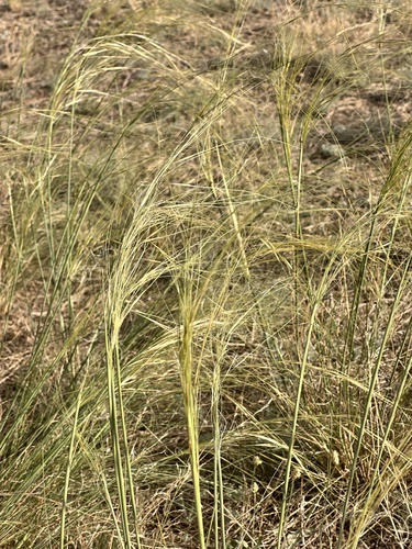 Dwarf Feather Grass