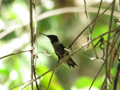 Archilochus colubris