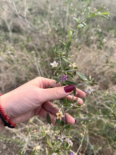 matrimony vine