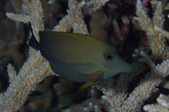 Zebrasoma scopas