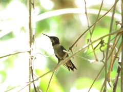 Archilochus colubris