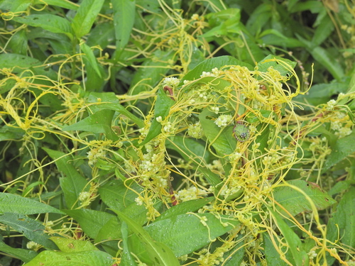 Cuscuta australis observed 2026-08-14