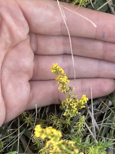 Lady's Bedstraw