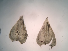 Eurhynchiastrum pulchellum