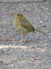 Erithacus rubecula