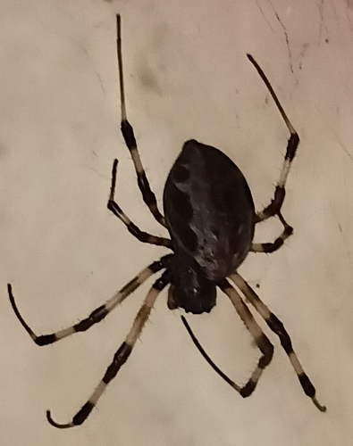 Asian Hermit Spider