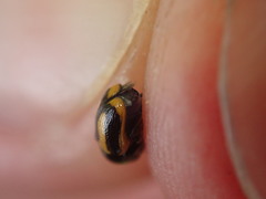 Cryptocephalus vittatus