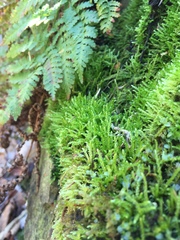 Eurhynchiastrum pulchellum