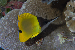 Forcipiger