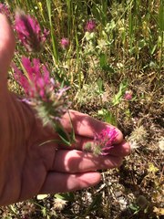 Trifolium purpureum