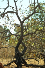Hymenaea stigonocarpa, photograph (c) Wallace Carneiro Almeida, some rights reserved (CC BY-SA)