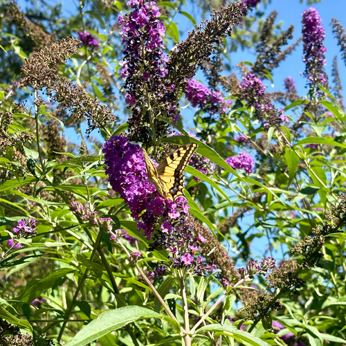 Old World Swallowtail
