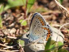 Plebejus idas