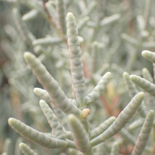 Salicornia fruticosa, photograph 5