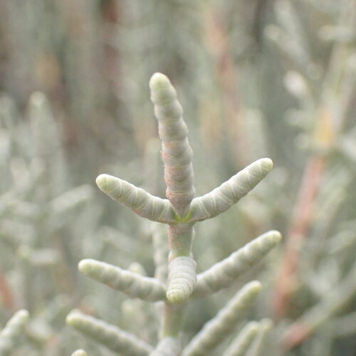 Salicornia fruticosa, photograph 6