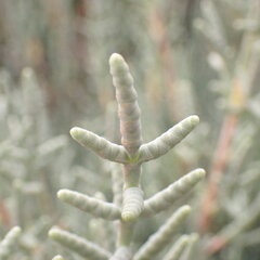 Salicornia fruticosa, photograph (c) Oriol Sastre, some rights reserved (CC BY)