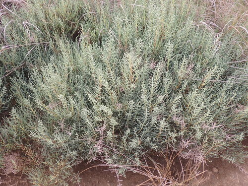 Salicornia fruticosa, photograph 4