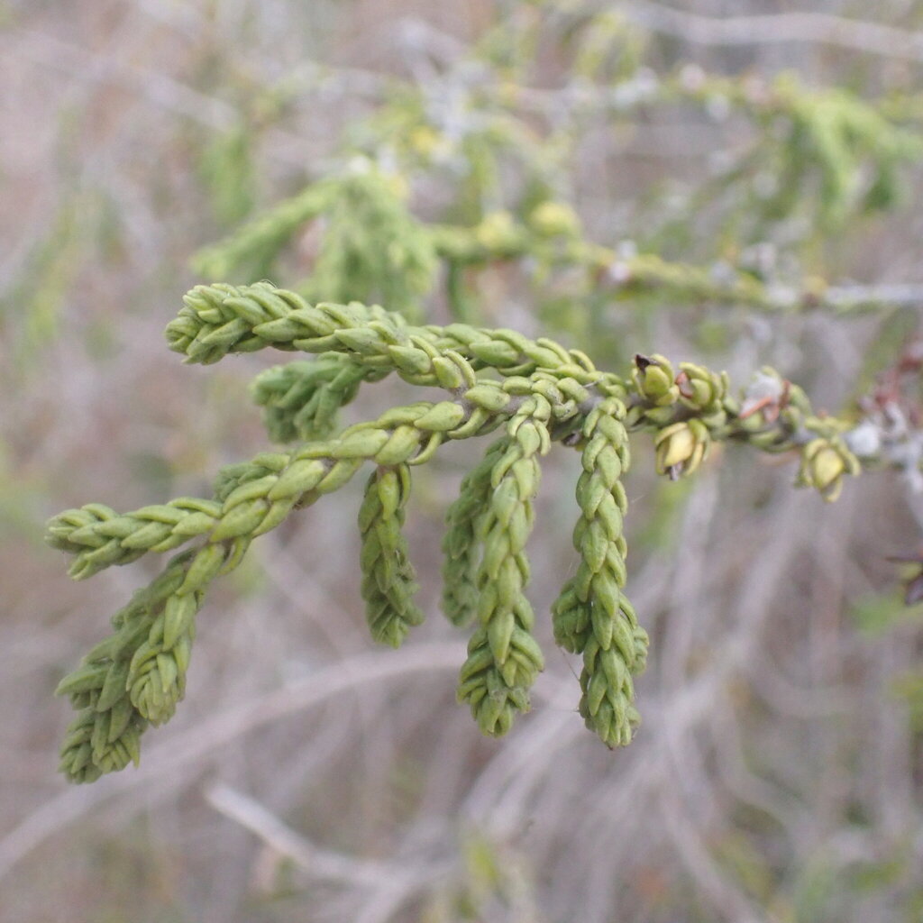 Thymelaea hirsuta; photograph (c) Oriol Sastre, some rights reserved (CC BY)