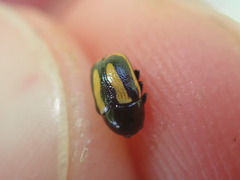 Cryptocephalus vittatus