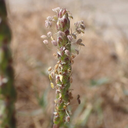 Plantago crassifolia, photograph 5