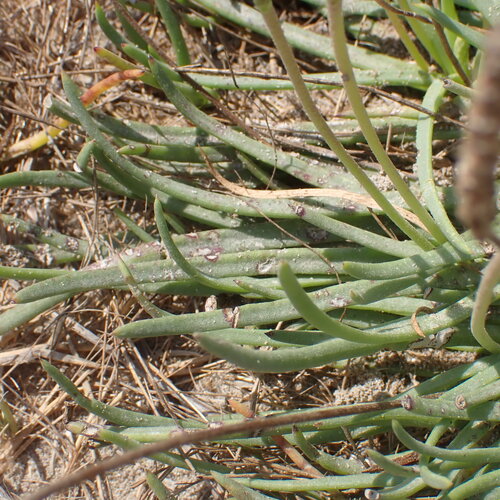 Plantago crassifolia, photograph 4
