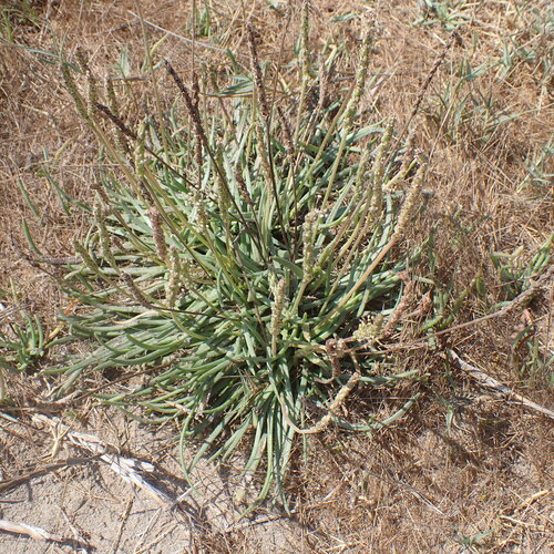 Plantago crassifolia, photograph 6