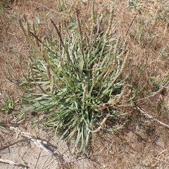 Plantago crassifolia, photograph (c) Oriol Sastre, some rights reserved (CC BY)