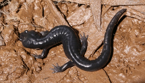 Speckled Black Salamander