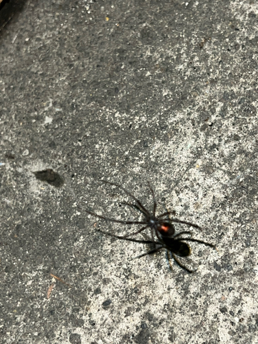 Western Black Widow