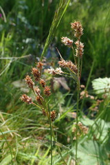Luzula multiflora multiflora