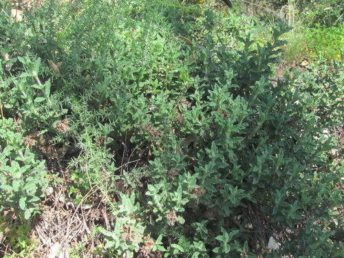 Cistus crispus, photograph 6