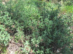 Cistus crispus, photograph (c) zebedeugalinha, some rights reserved (CC BY)