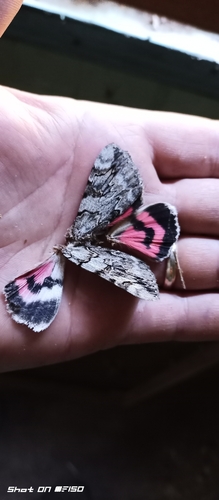 Rosy Underwing