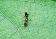Anochetus